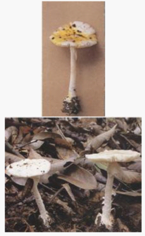 640 (2).png