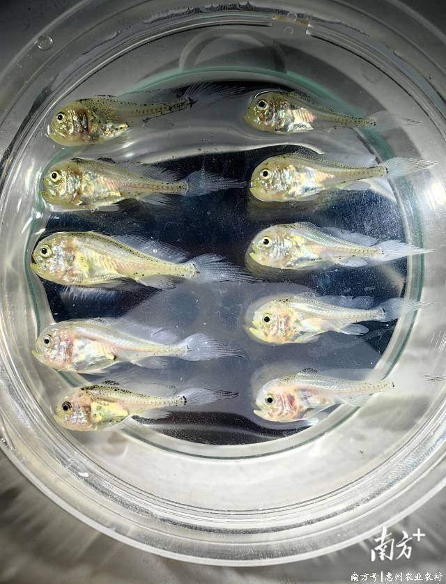轉存圖片